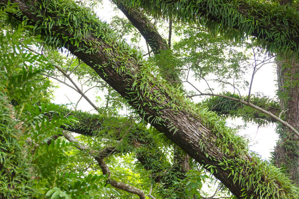 Папороть Pyrrosia на дереві - Фото, зображення