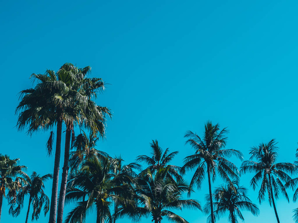 Красива тропічна кокосова пальма на фоні блакитного неба
 - Фото, зображення