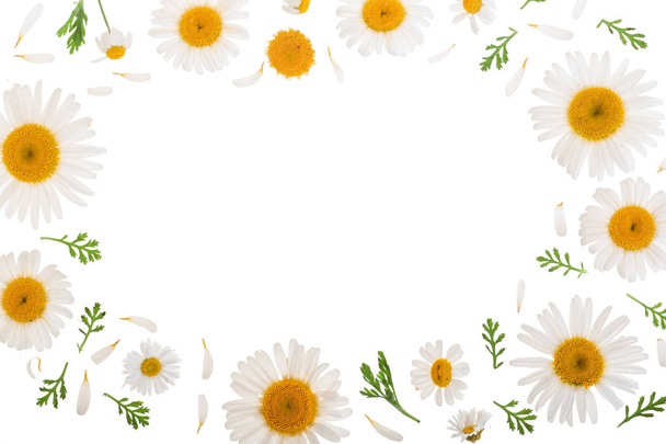 chamomile or daisies with leaves isolated on white background with copy space for your text. Top view. Flat lay - Photo, Image