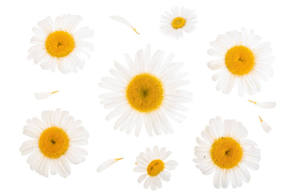 chamomile or daisies isolated on white background. Top view. Flat lay - Photo, Image