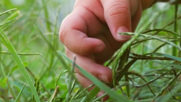 Nieuw concept van het leven. Begin van het leven. Babys hand op het gras. Mens en natuur. - Video
