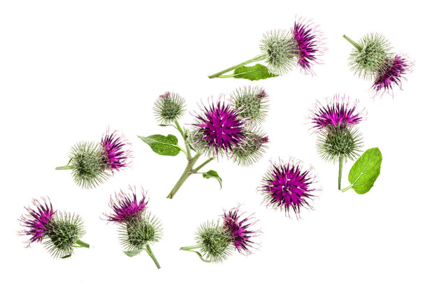 Κολλιτσίδα λουλούδι που απομονώνονται σε λευκό φόντο με αντίγραφο χώρου για το κείμενό σας. Φαρμακευτικό φυτό: Arctium. Το Top view. Επίπεδη lay μοτίβο - Φωτογραφία, εικόνα