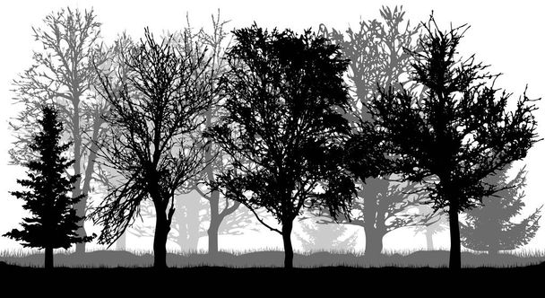 Silhouettes of bare trees and firs . Autumn park (forest), vector - Vector, Image