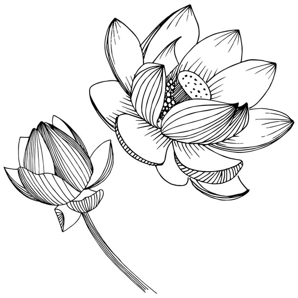 Vector lotus flower. Floral botanical flower. Isolated illustration element. - Vector, Image