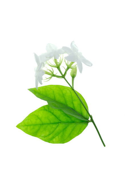 Close up of white jasmine flower isolate on white background. - Photo, Image