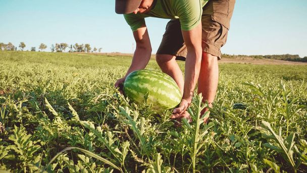 Young farmer harvesting watermelon crop at field of organic farm. - Fotografie, Obrázek