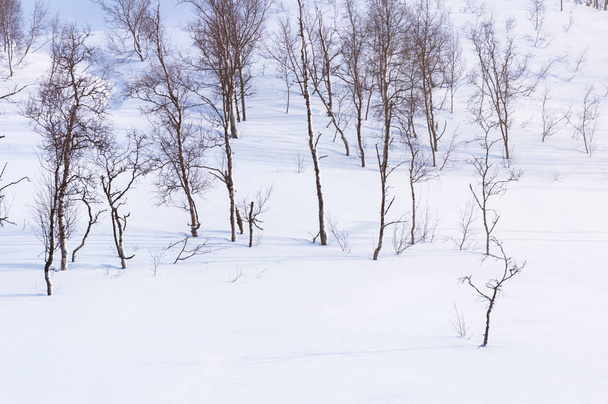 зимові лісові дерева, покриті снігом
. - Фото, зображення