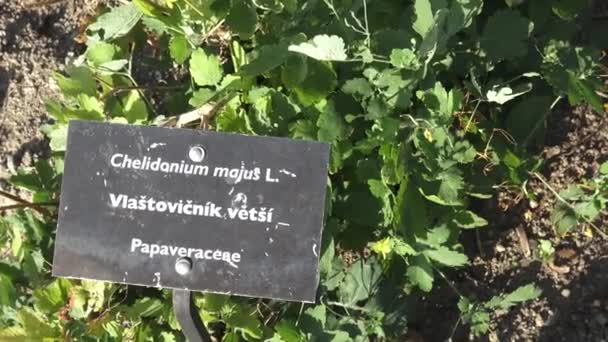 Chelidonium majus es una planta herbácea con flores. Planta medicinal. Especias y hierbas
. - Metraje, vídeo