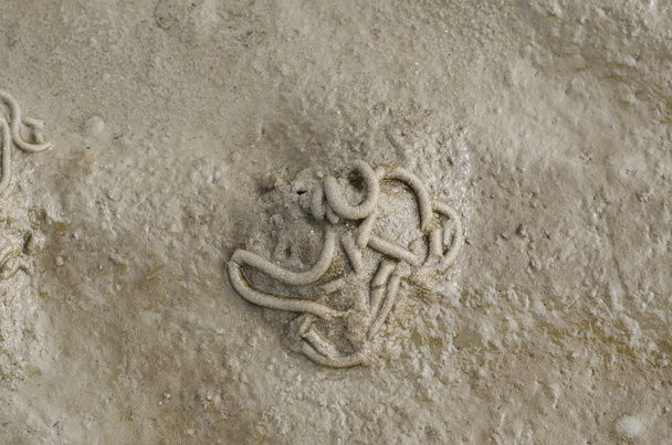 Gusano de mar o gusano de arena, puerto deportivo de Arenicola
 - Foto, imagen