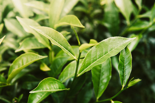 Close-up van thee stuurman plantage groene achtergrond - Foto, afbeelding