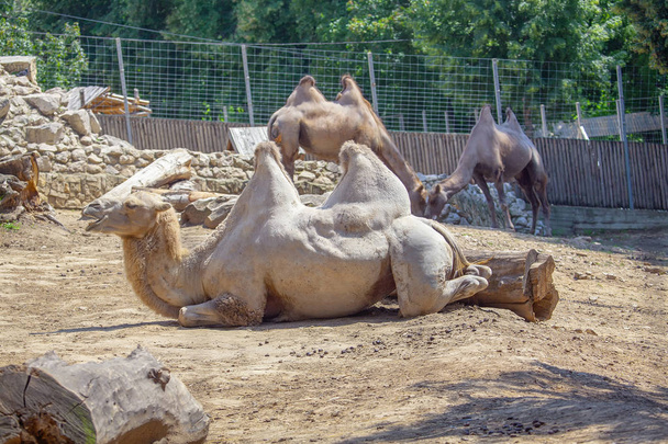 στηργμένος καμήλες στο ζωολογικό κήπο - Φωτογραφία, εικόνα