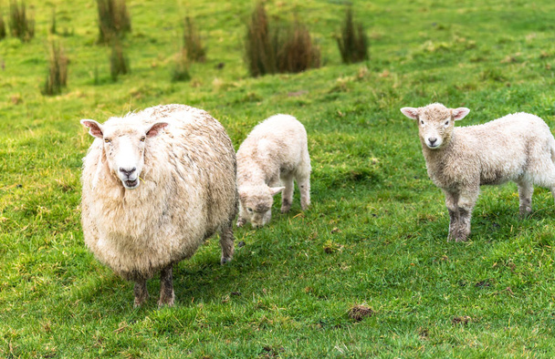 Mother sheep in a meadow with her two lambs - Foto, imagen
