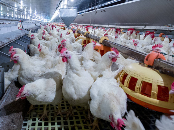 Poultry farm with broiler breeder chicken. Husbandry, housing business for the purpose of farming meat, White chicken Farm feed in indoor housing. Live chicken for meat, egg production inside storage - Photo, Image