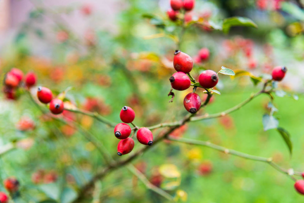 Close-up of dog-rose berries. Dog rose fruits (Rosa canina). Wild rosehips in nature. - Photo, Image