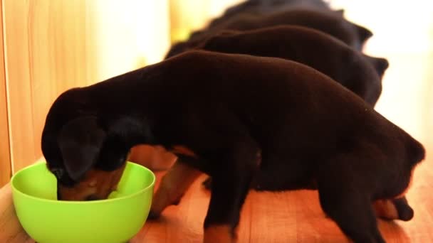De pup van het Dobermann-RAS. Het hondje is smakelijk eten uit een kom. - Video