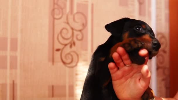 Een schattige puppy bijt een mans vinger. Jonge hondje speelt met de hand van zijn meesters in slow motion. - Video