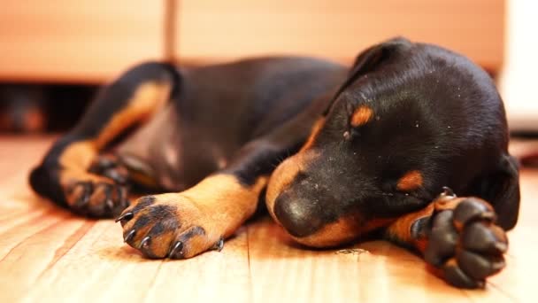 Een pup RAS doberman slapen in slow motion. Schattig hondje. - Video