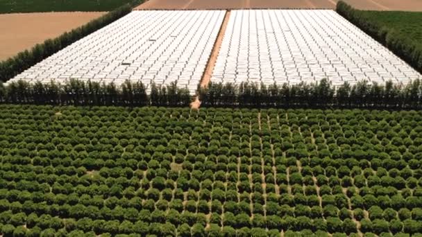 L'agriculture. Superficie agricole consacrée à la culture de fruits et légumes. Drone aérien tiré sur des champs dans la campagne californienne. Rangées de plantes d'en haut
.  - Séquence, vidéo