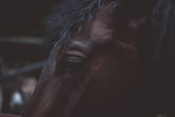 Чорні очі кінь печатки
 - Фото, зображення
