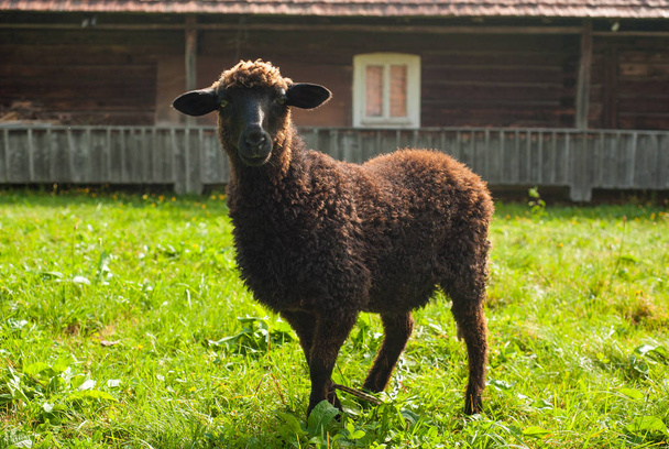 Овцы пасутся на зеленых пастбищах возле старого деревянного дома в горах. Молодые коричневые овцы пасутся на ферме
. - Фото, изображение
