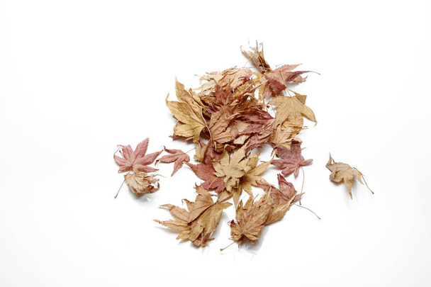 autumn maple leaf isolated on white background, copy space for text, - Φωτογραφία, εικόνα