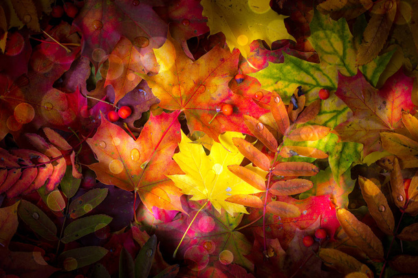 Colorful autumn leaves background - Photo, Image