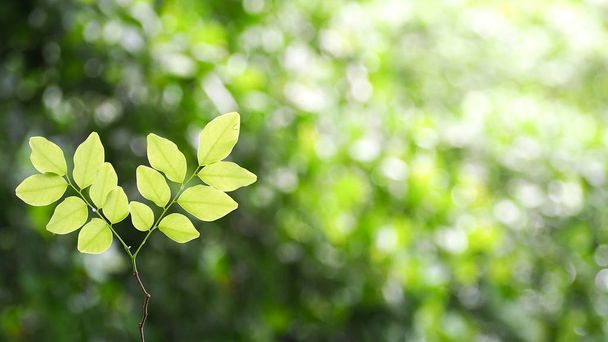 Přírodní zelené listy s rozmazaným bokeh jaro nebo léto pozadí, ekologie koncept - Fotografie, Obrázek