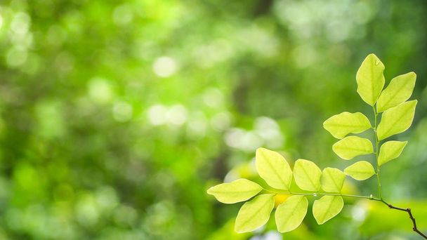 Natural green leaves with blur bokeh spring or summer background, ecology concept - Photo, Image