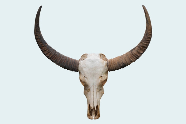 Головной череп буйвола изолирован на белом фоне
 - Фото, изображение