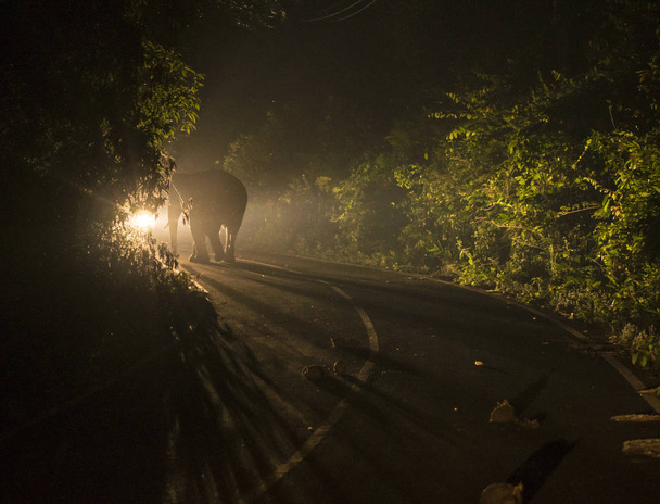 Πυροβόλησε σε αυτοκίνητο φώτα του ένα μεγάλο αρσενικό Ασίας άγριο ελέφαντα στο δρόμο στο εθνικό πάρκο τη νύχτα - Φωτογραφία, εικόνα