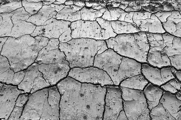 I campi aridi Piccole piantine muoiono dalla voglia di morire
. - Foto, immagini