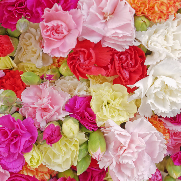 various carnation flowers, colorful background - Photo, Image