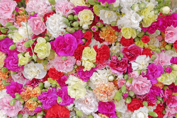 ποικιλία από πολύχρωμα λουλούδια γαρύφαλλο, φυσικό υπόβαθρο - Φωτογραφία, εικόνα
