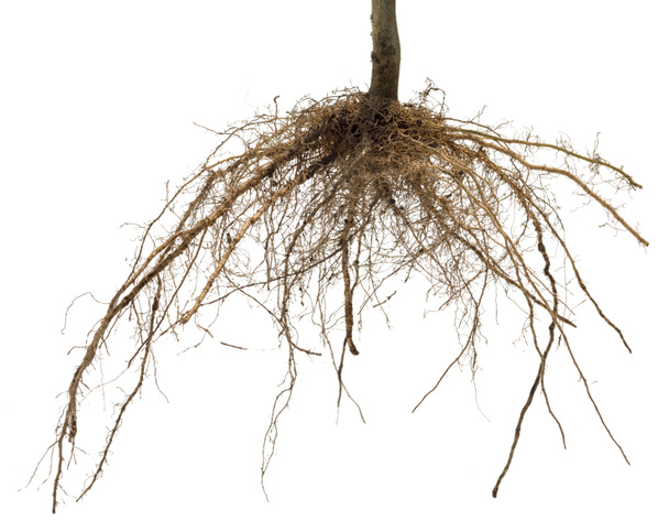 Kořeny stromu nebo rostliny izolovaných na bílém pozadí - Fotografie, Obrázek