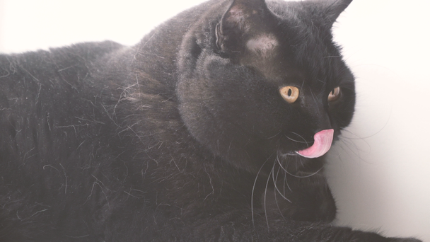 Czarny kot. Czarny kot liże jego łapa - Materiał filmowy, wideo
