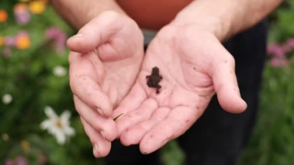 Caucasian man holding small tiny dark baby toad - Footage, Video