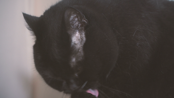 Gato negro. Gato negro lame su pata
 - Imágenes, Vídeo