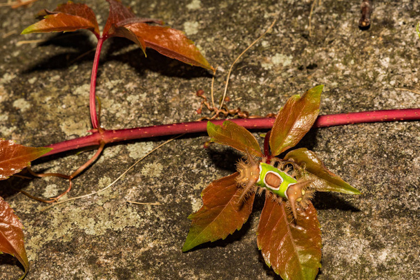Saddleback κάμπια (Acharia stimulea) - Φωτογραφία, εικόνα