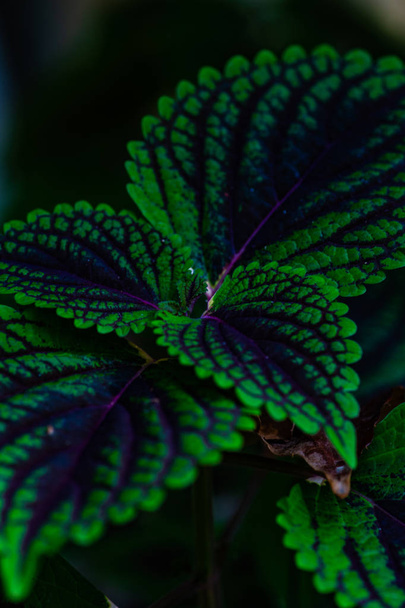Kleurrijke bladeren van kauai plant als een natuurlijke patroon achtergrond - Foto, afbeelding