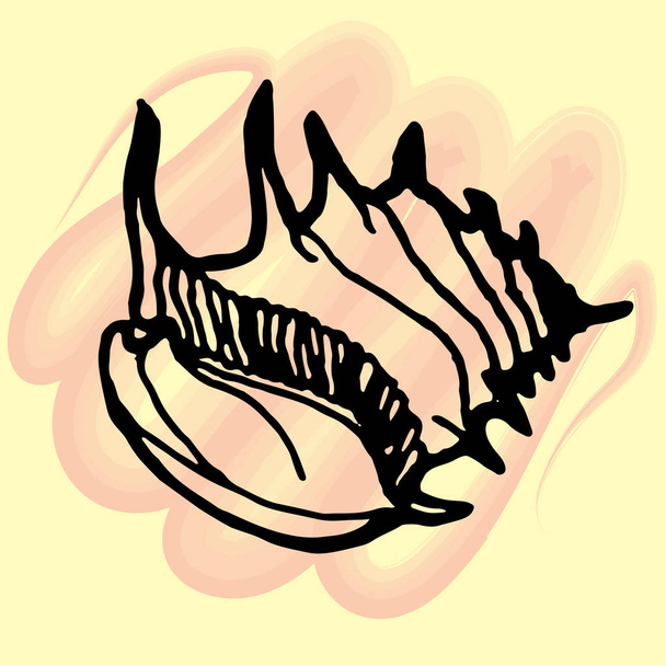 Doodle seashell on background. Vector illustration  - Vektör, Görsel