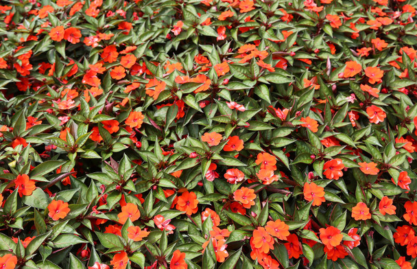 many plants called Impatiens walleriana or Nuova Guinea in Italian Language - Photo, Image
