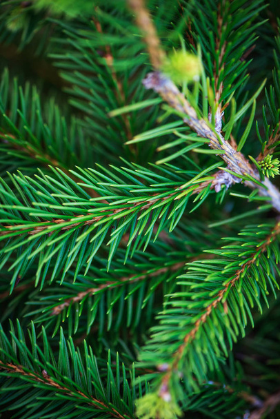 Background image of natural fir tree brunches, Christmas wallpaper concept. - Фото, зображення