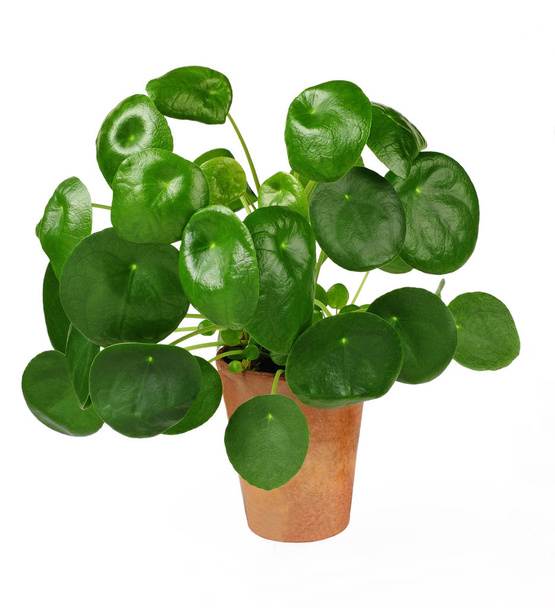 Chinesische Geldpflanze oder Pfannkuchenpflanze, Pilea peperomioides, isoliert über weißem Hintergrund - Foto, Bild