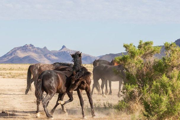 un paio di stalloni selvatici che combattono nel deserto dell'utah - Foto, immagini