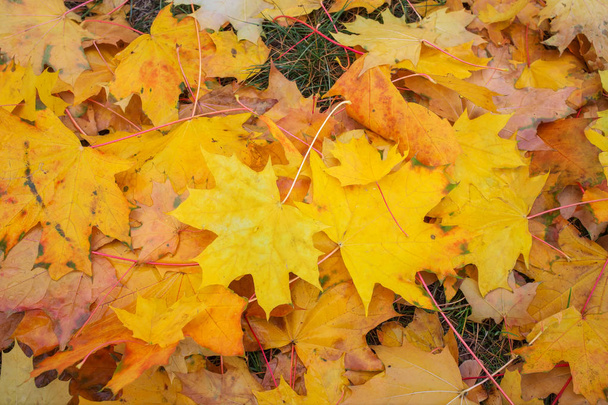 背景として秋のカラフルなオレンジ、赤と黄色のカエデの葉屋外. - 写真・画像