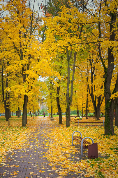 Herbst im Park. Bäume mit bunten Blättern - Foto, Bild