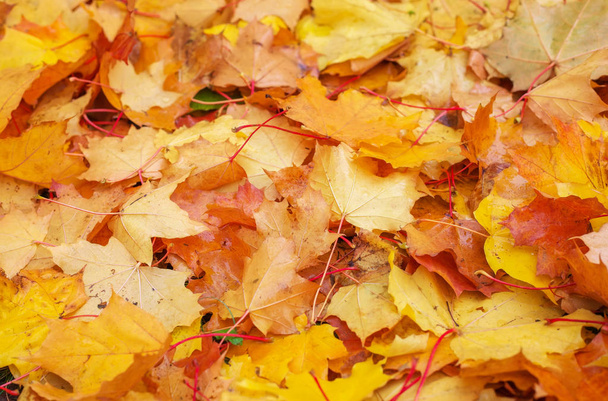 Осенний красочный оранжевый, красный и желтый кленовые листья в качестве фона. - Фото, изображение