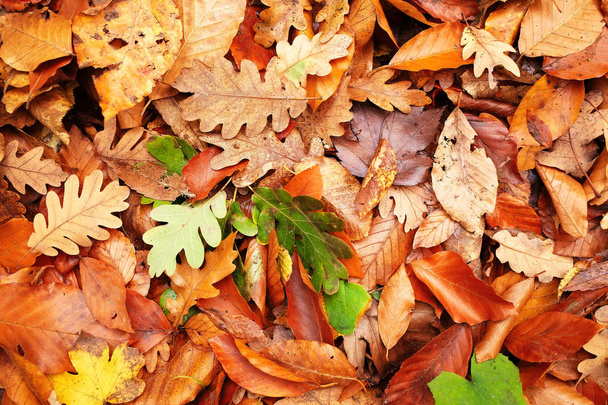 Όμορφο φόντο του πέσει πολύχρωμο φθινόπωρο φύλλα - Φωτογραφία, εικόνα