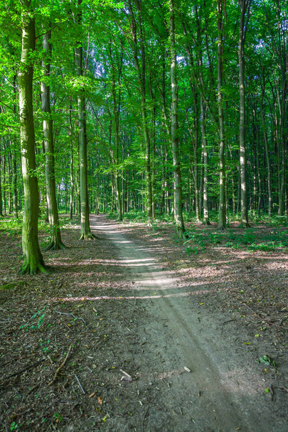 Beautiful summer forest with different trees in morning - Foto, Bild