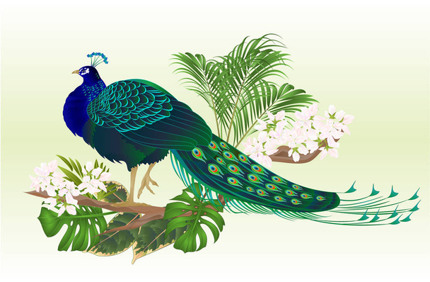 Páv krásy exotických ptáků přírodní a tropické květiny akvarel vintage vektorové ilustrace lze upravovat ručně kreslenou   - Vektor, obrázek